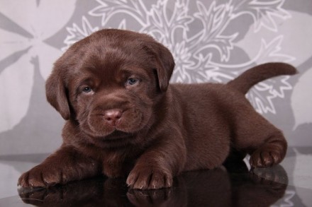 Питомник лабрадоров предлагает шоколадных и черных щенков от красивых родителей.. . фото 5