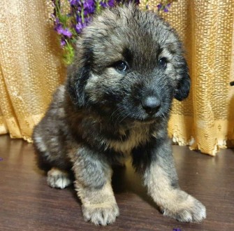 Продаются щенки Кавказской овчарки
Малышам по 2 месяца.
Приучены не бояться выст. . фото 8
