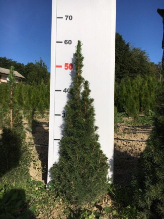 Вирощення та продаж хвойних дерев та кущів:
1.Туя західна Колумна (50-250 см) 1. . фото 4