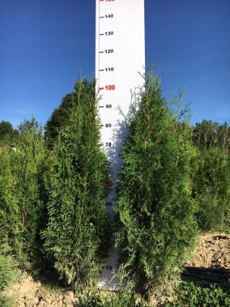 Вирощення та продаж хвойних дерев та кущів:
1.Туя західна Колумна (50-250 см) 1. . фото 8