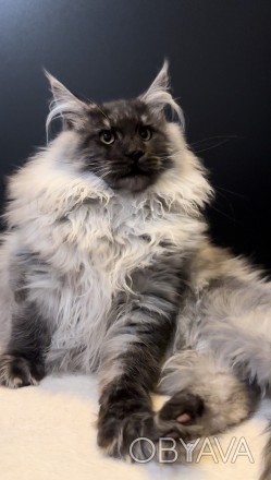 Котята из питомника.