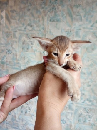 Ориентальный котёнок из Черниговского питомника сиамских и ориентальных кошек Su. . фото 3
