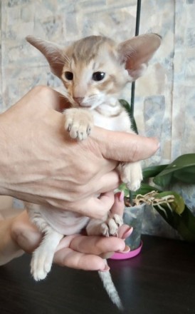 Ориентальный котёнок из Черниговского питомника сиамских и ориентальных кошек Su. . фото 8