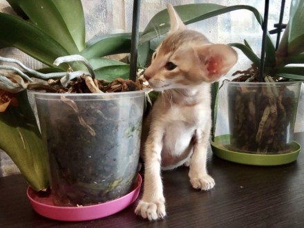 Ориентальный котёнок из Черниговского питомника сиамских и ориентальных кошек Su. . фото 7
