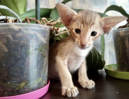 Ориентальный котёнок из Черниговского питомника сиамских и ориентальных кошек Su. . фото 6