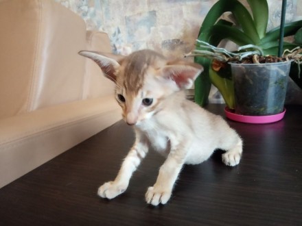 Ориентальный котёнок из Черниговского питомника сиамских и ориентальных кошек Su. . фото 5