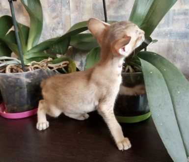 Ориентальный котёнок из Черниговского питомника сиамских и ориентальных кошек Su. . фото 4