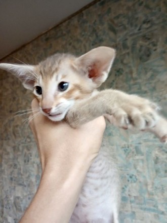 Ориентальный котёнок из Черниговского питомника сиамских и ориентальных кошек Su. . фото 2