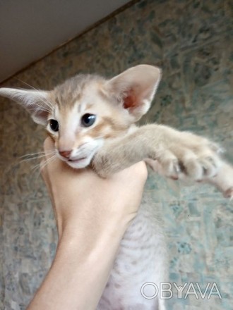 Ориентальный котёнок из Черниговского питомника сиамских и ориентальных кошек Su. . фото 1