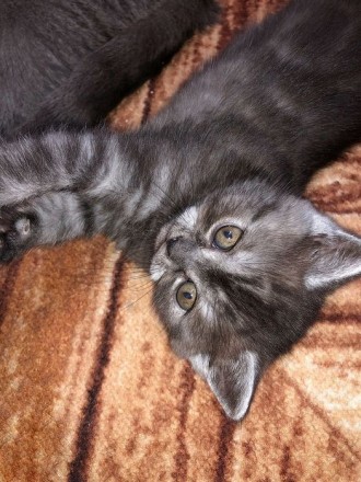 Продам котят шотландской вислоухой кошки - мальчик и девочка прямоухие , за допо. . фото 8