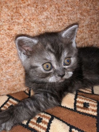 Продам котят шотландской вислоухой кошки - мальчик и девочка прямоухие , за допо. . фото 6