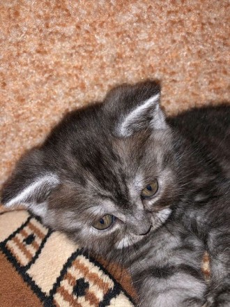 Продам котят шотландской вислоухой кошки - мальчик и девочка прямоухие , за допо. . фото 7