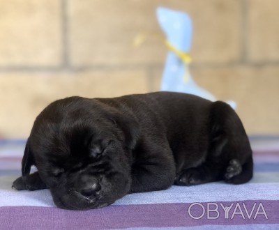 Питомник кане корсо предлагает щенков чёрного окраса .