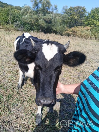 Продам тільну телицю