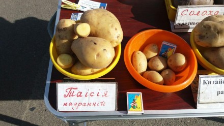 Продаю лише ті сорти картоплі, котрі особисто разом зі сім'єю збираємо на власни. . фото 5