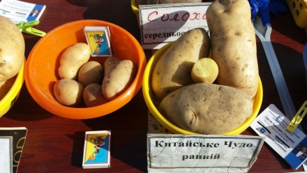 Продаю лише ті сорти картоплі, котрі особисто разом зі сім'єю збираємо на власни. . фото 3