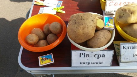 Продаю лише ті сорти картоплі, котрі особисто разом зі сім'єю збираємо на власни. . фото 4