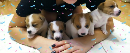 Маленькі щеночки ДРТ 2 хлопчики та 2 дівчинки, від породних батьків,чекають на н. . фото 6