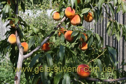 Цена 130 грн. Саженец персика 1 летний. Подвой- жердель (абрикос) 2 летний. 

. . фото 2