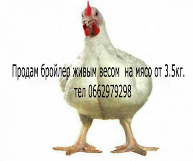 Продам бройлер живым весом. Глобино. фото 1 Продам бройлер живым весом. Глобино. фото 1