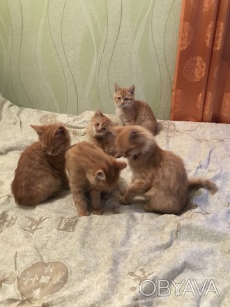 Вiдам в добрi руки