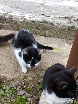 Кішечки шукають люблячих господарів. Чорна пухнаста, стерелізація гарантована.. . фото 3