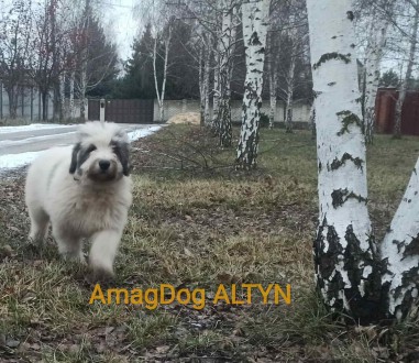 Алиментный щенок южнорусской овчарки от элитных родителей, неоднократных чемпион. . фото 3