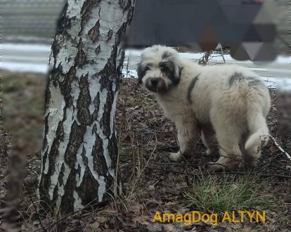 Алиментный щенок южнорусской овчарки от элитных родителей, неоднократных чемпион. . фото 4