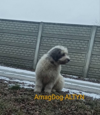 Алиментный щенок южнорусской овчарки от элитных родителей, неоднократных чемпион. . фото 2