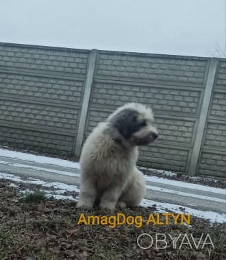 Алиментный щенок южнорусской овчарки от элитных родителей, неоднократных чемпион. . фото 1