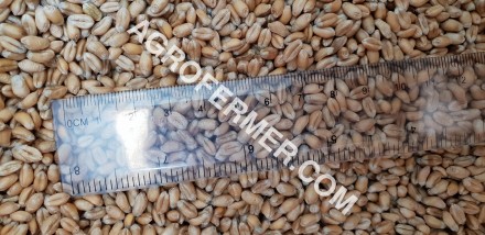 Baxter — сорт мягкой пшеницы-двуручки, разработанный на основе нанотехноло. . фото 4