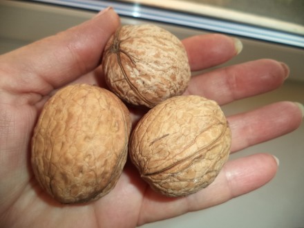 Саженцы грецкого ореха. Орехи (плоды) крупные с тонкой скорлупой, очень вкусные . . фото 6