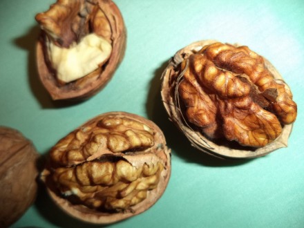 Саженцы грецкого ореха. Орехи (плоды) крупные с тонкой скорлупой, очень вкусные . . фото 3