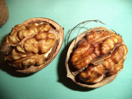 Саженцы грецкого ореха. Орехи (плоды) крупные с тонкой скорлупой, очень вкусные . . фото 4
