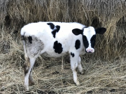 Продам теличку від доброї корови, вік 3,5 місяці (народилась 21.07.2020). 
Всі . . фото 2
