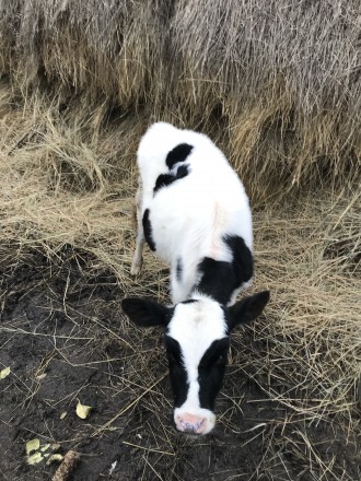 Продам теличку від доброї корови, вік 3,5 місяці (народилась 21.07.2020). 
Всі . . фото 4