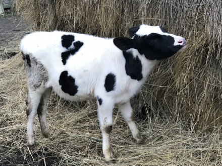 Продам теличку від доброї корови, вік 3,5 місяці (народилась 21.07.2020). 
Всі . . фото 3