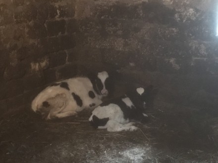Продам теличку від доброї корови, вік 3,5 місяці (народилась 21.07.2020). 
Всі . . фото 7