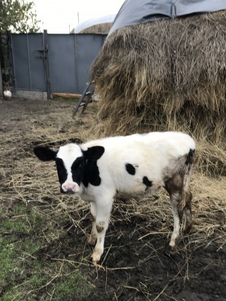 Продам теличку від доброї корови, вік 3,5 місяці (народилась 21.07.2020). 
Всі . . фото 5
