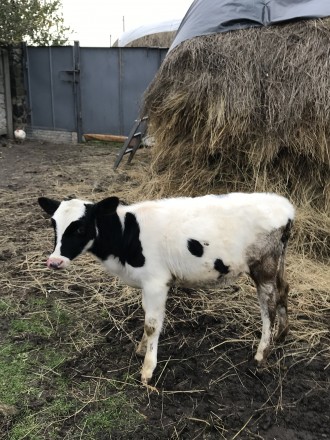 Продам теличку від доброї корови, вік 3,5 місяці (народилась 21.07.2020). 
Всі . . фото 6