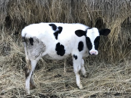 Продам теличку від доброї корови, вік 3,5 місяці (народилась 21.07.2020). 
Всі . . фото 1