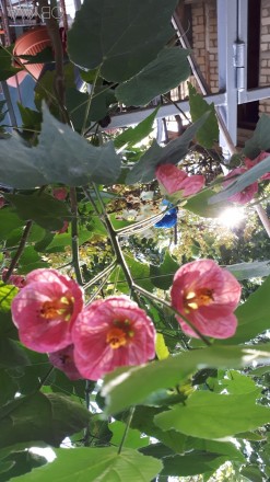 Продам красивые комнатные цветы
Хойя(медовик) 150грн,абутилон саженцы от 30 грн. . фото 3