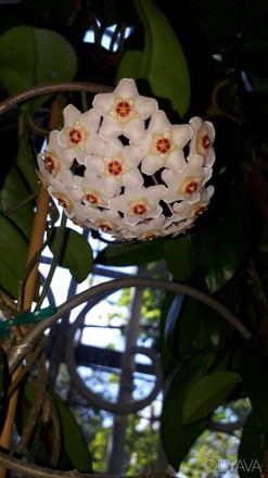 Продам красивые комнатные цветы
Хойя(медовик) 150грн,абутилон саженцы от 30 грн. . фото 1