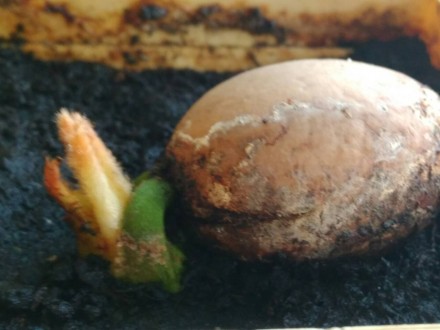 Для желающих самостоятельно вырастить шикарную саговую пальму ЦИКАС - семена пал. . фото 3