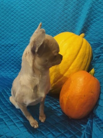 Продается замечательная собачка. Подрощеный щенок чихуахуа. Мальчик. Вес 1800 , . . фото 5