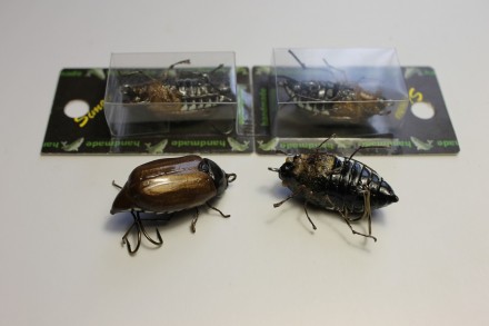 1. Стопроцентная имитация майского жука с лапками и реалистичными глазками, без . . фото 2