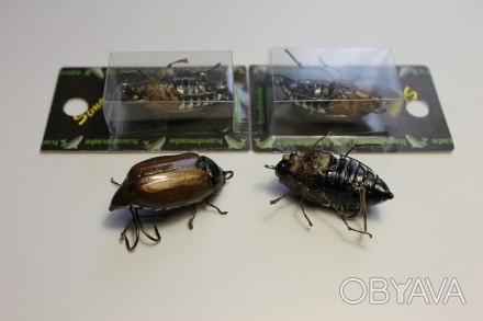 1. Стопроцентная имитация майского жука с лапками и реалистичными глазками, без . . фото 1