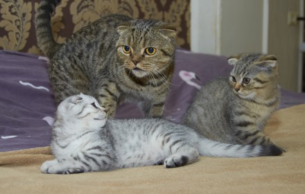 Котята готовы к переезду. Родились 17 августа, трое крупненьких и крепких, прошл. . фото 7