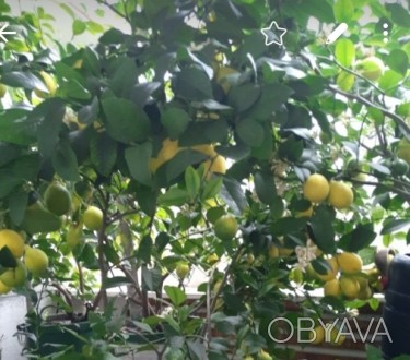 Продам дерево с плодами. Лимоны сочные, сладкие, тонкошкурые. Самовывоз.. . фото 1