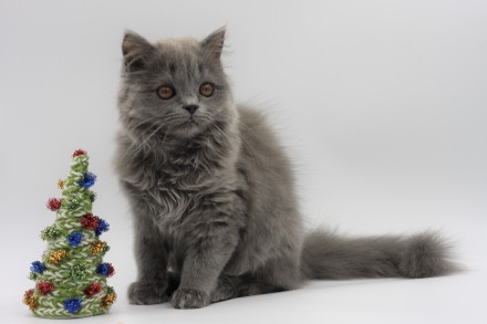 шотландские котята для новогоднего настроения)
Цены разные.. . фото 7